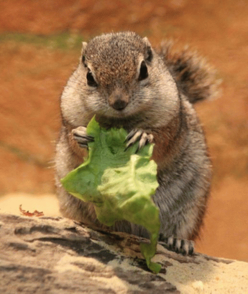 Sloth (USA-2) : 5-30-14